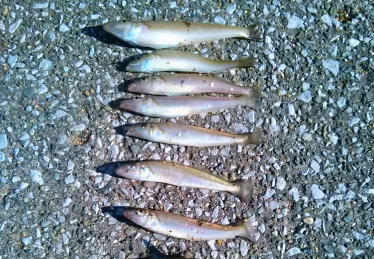 シロギスは夏の投げ釣りの人気ターゲット